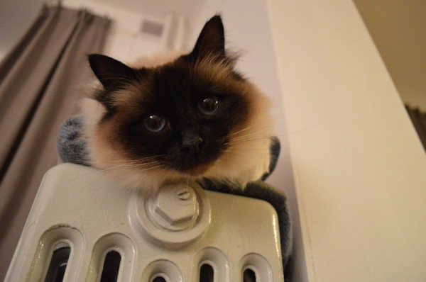 Кот, кошка, отпление, тепло, батарея, радиатор. Фото Eliens / pixabay.com