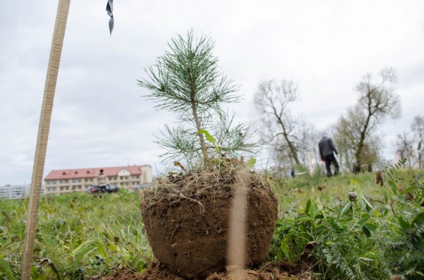 Акция «Самосад»: добровольцы высадили в Витебске около 400 деревьев. Фото Дмитрия Миртича