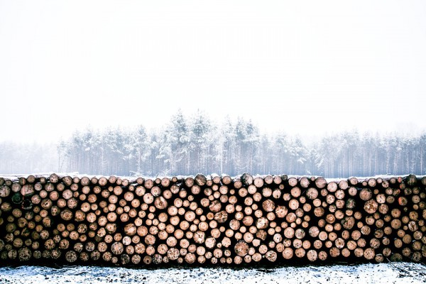 Пиломатериалы, древесина, лес. Фото Unsplash / pixabay.com