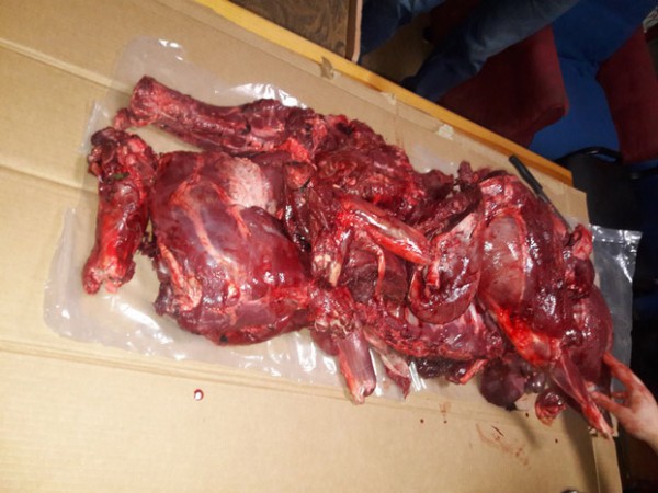 Двое жителей Полоцка могут попасть под суд за перевозку мяса косуль без документов. Фото Государственной инспекции охраны животного и растительного мира