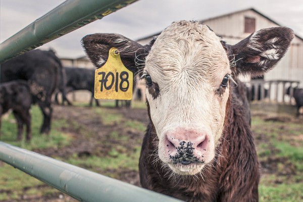 Коровы, телята, ферма. Фото pixabay.com