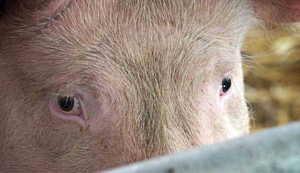 В Городке у пенсионера украли 80-килограммовую свиную тушу. Фото pixabay.com