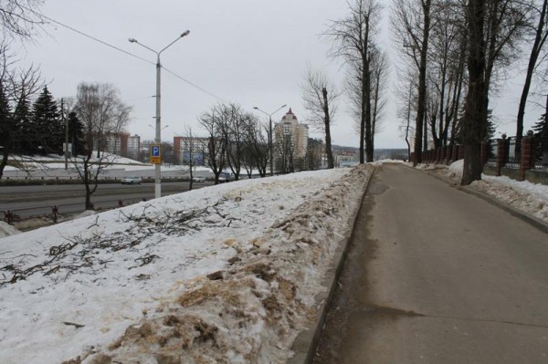 Витебск лишился еще нескольких деревьев в центре города. Фото Юрия Шепелева