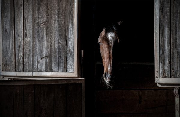 Лошадь в сарае. Фото B_A / pixabay.com
