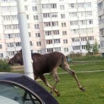 В Витебске снова видели лося