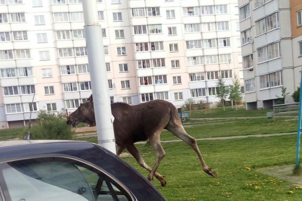 Лось в Билево