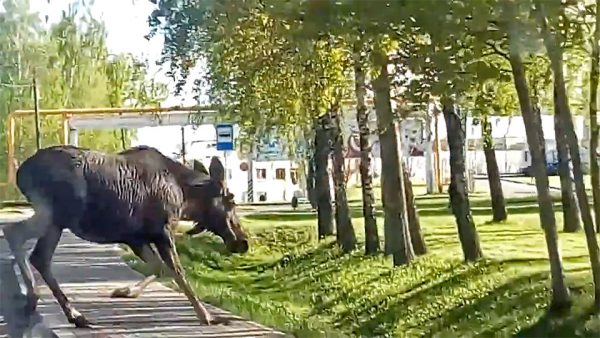 В Витебске автомобилисты устроили гонки за лосем. Скриншот из видео