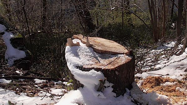 В Шарковщинском районе на дрова вырубили дубы. Фото  Государственной инспекции охраны животного и растительного мира