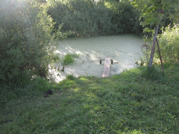 В Бешенковичском районе двухлетний мальчик утонул в сажалке. Фото  ЭКС  по Бешенковичскому району Лепельского МРО ГЭКЦ