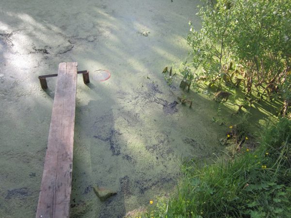 В Бешенковичском районе двухлетний мальчик утонул в сажалке. Фото  ЭКС  по Бешенковичскому району Лепельского МРО ГЭКЦ