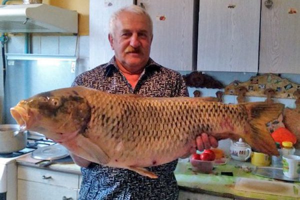 Рыбак из Новополоцка поймал на Двине почти метрового сазана весом 13 килограмм. Фото из соцсетей
