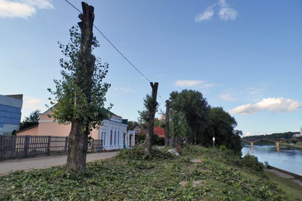 У шести деревьев, посаженных вдоль Средненабережной улицы в Витебске срезали кроны. Фото Юрия Шепелева