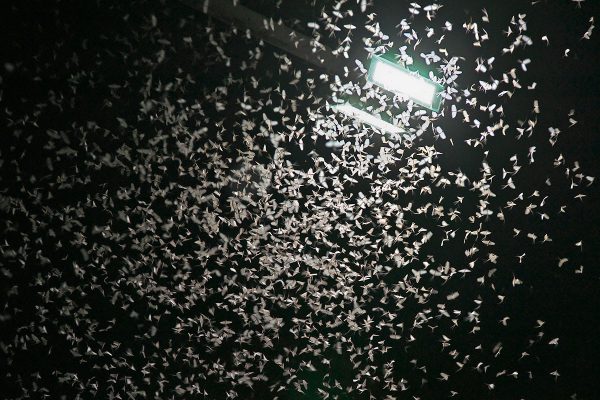 В Витебске начался массовый лет поденки, вечером можно наблюдать мириады бабочек. Фото Сергея Серебро