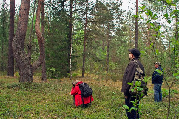 Экспедиция «УфоКом» обнаружила в лесу у озера Костовье много искривленных деревьев. Фото Сергея Серебро