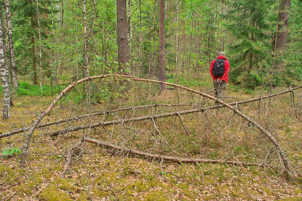 Экспедиция «УфоКом» обнаружила в лесу у озера Костовье много искривленных деревьев. Фото Сергея Серебро