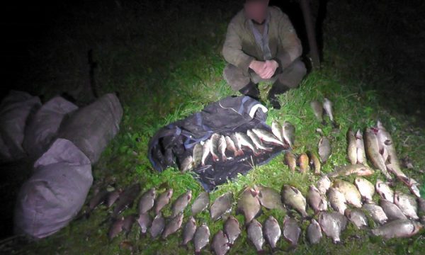 Богатый улов обернулся для жителя Городокского района уголовным делом. Фото Государственной инспекции охраны животного и растительного мира