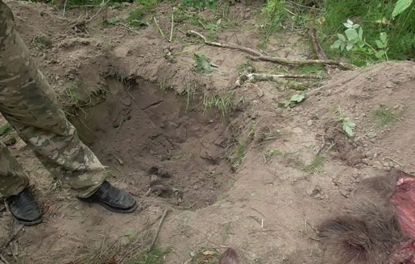 Оршанца задержали в начале июля в охотугодьях Дубровенской структуры БООР, когда он закапывал останки животного. Фото Государственной инспекции охраны животного и растительного мира