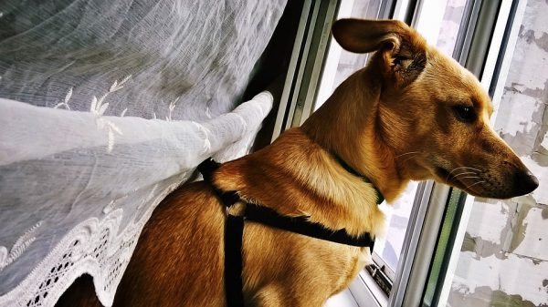 Собака на окне. Фото pixabay.com