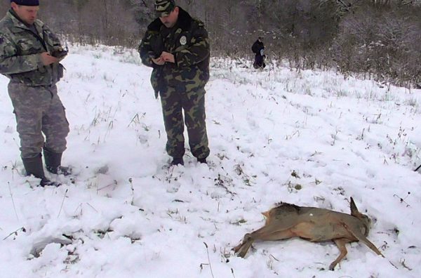 За незаконную добычу косули возбуждено уголовное дело в отношении 27-летнего жителя деревни Савичи Поставского района. Фото Государственной инспекции охраны животного и растительного мира