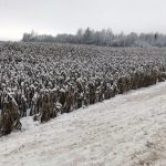 КГК предлагает жителям Витебской области сообщать о неубранных полях