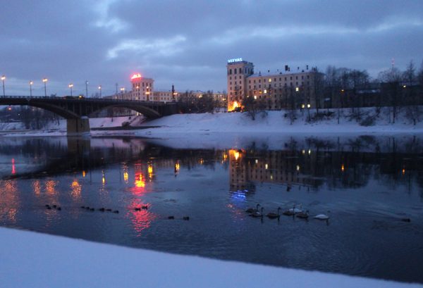 Пропавшие с Витьбы лебеди нашлись на Двине. Фото Юрия Шепелева