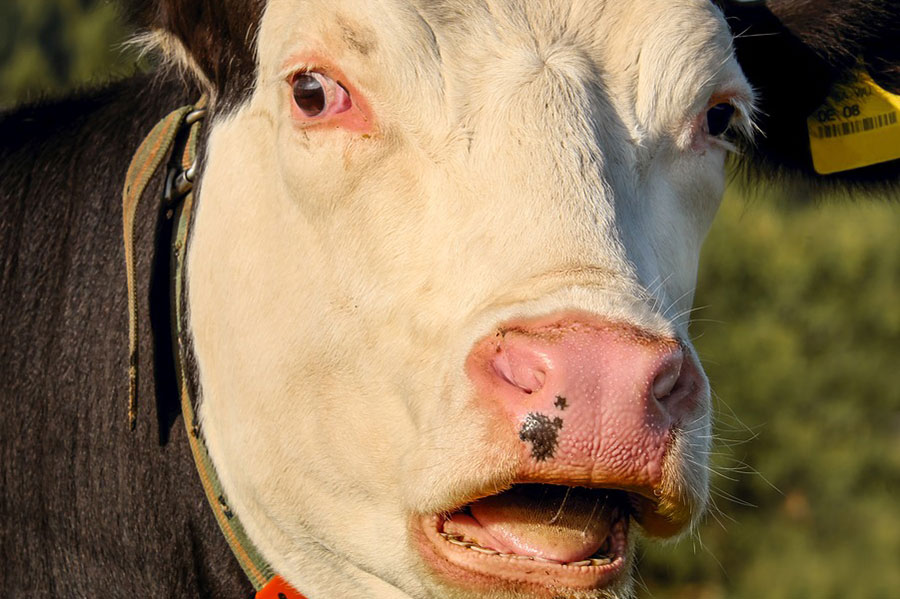 Удивленная корова. Фото pixabay.com