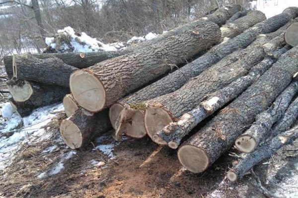 Сообщение об очередной рубке здоровых деревьев пришло из Витебского района. Courtesy Photo
