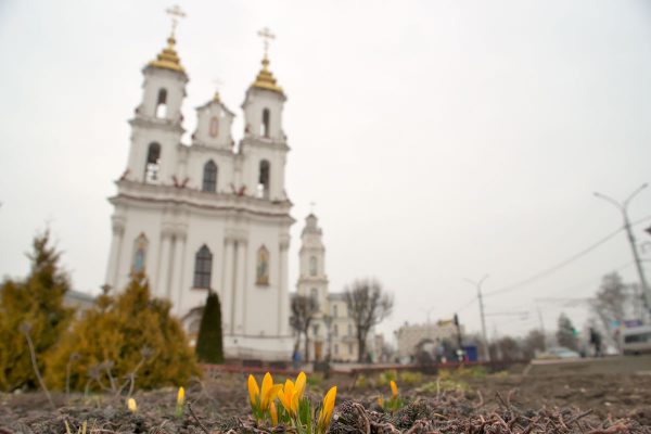 В Витебске распускаются крокусы. Фото Сергея Серебро