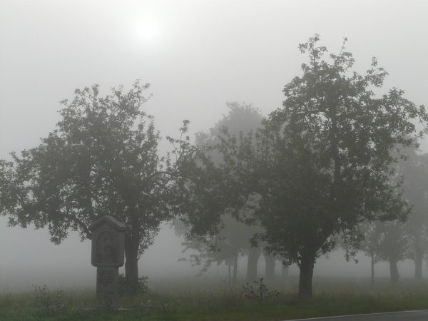 Сад. яблони, туман. плодовые деревья. Фото pixabay.com