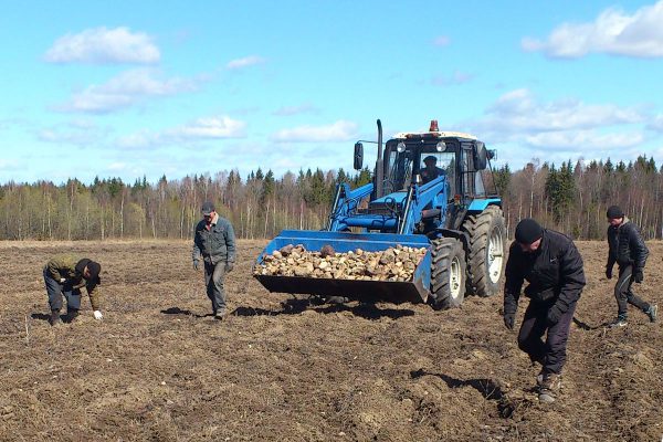 Уборка камней на сельскохозяйственных угодьях. Фото admin-smolensk.ru