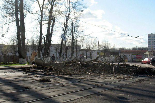 Упавшее на улице Максима Горького дерево. Фото из соцсетей