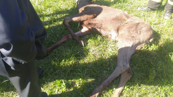 Годовалый лось забрел в промзону в Витебске, запутался в колючей проволоке и поранился. Фото Алексея Андреянова