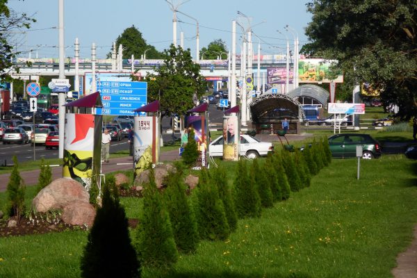 На Московском проспекте в Витебске появилось туевая аллея. Фото Юрия Шепелева