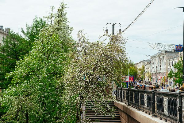 В Витебске началось массовое цветение деревьев. Фото Сергея Серебро