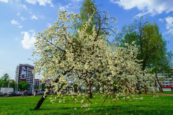 В Витебске началось массовое цветение деревьев. Фото Сергея Серебро