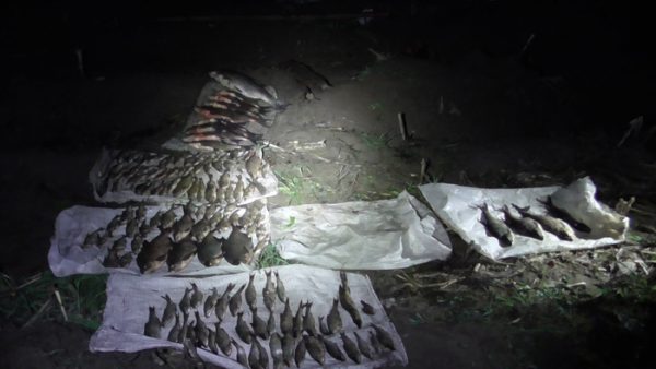 Задержан житель Витебского района, чей браконьерский улов потянул более чем на 17,5 тысяч долларов