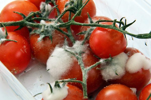 Плесень на помидорах. Просроченные продукты. Иллюстративное фото pixabay.com