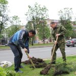 Милиция оперативно нашла похитителя туй, посаженных мэром Витебска, он был пьян