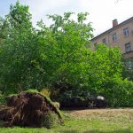 Витеблянин подал иск к горисполкому из-за поврежденного деревом автомобиля. Что решил суд?