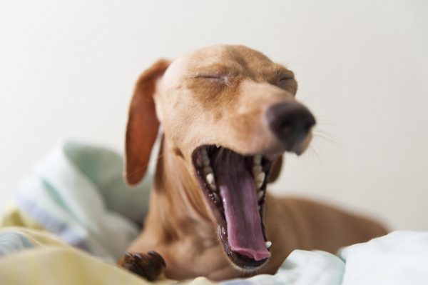 Такса, собака, зубы. Фото pixabay.com