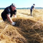 Поврежденный ураганом лен на полях ОАО «Дубровенский льнозавод» бросили убирать активистов профсоюзов