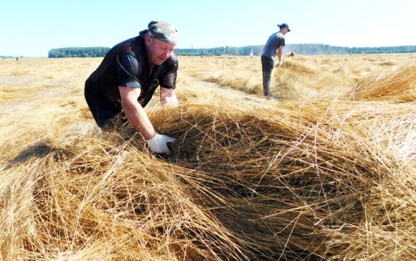 Поврежденный ураганом лен на полях ОАО «Дубровенский льнозавод» бросили убирать активистов профсоюзов. Фото dubrovno.by