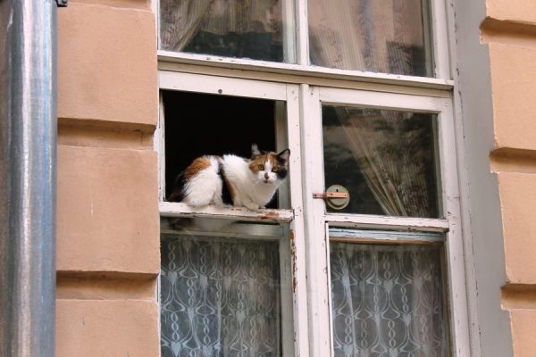 Дед и кот — новое оригинальное граффити появилось в Витебске. Фото Юрия Шепелева