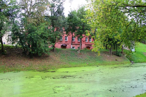 В конце августа водная поверхность Витьбы в парке Фрунзе практически полностью покрылась зеленым ковром из мелких водорослей. Фото Юрия Шепелева