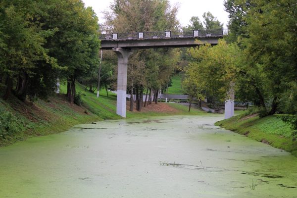 В конце августа водная поверхность Витьбы в парке Фрунзе практически полностью покрылась зеленым ковром из мелких водорослей. Фото Юрия Шепелева