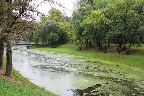 В конце августа водная поверхность Витьбы в парке Фрунзе практически полностью покрылась зеленым ковром из мелких водорослей. Фото Юрия Шепелева