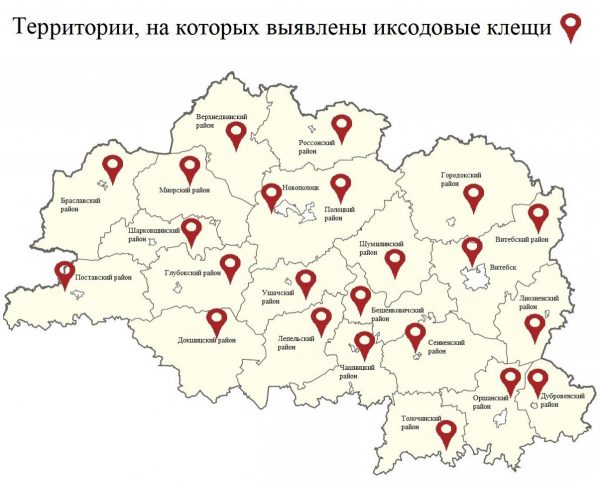 Иксодовые клещи выявлены во всех без исключения районах Витебской области.