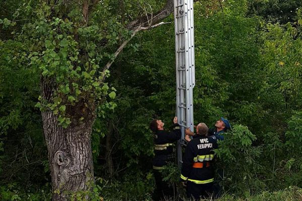 В Полоцке неизвестные повесили на высокое дерево пакет с живыми щенками. Фото Марины Котович