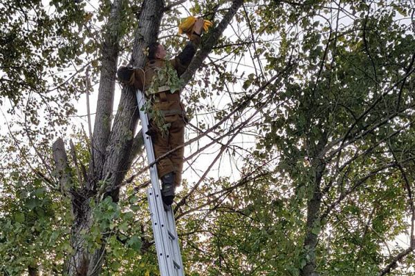 В Полоцке неизвестные повесили на высокое дерево пакет с живыми щенками. Фото Марины Котович