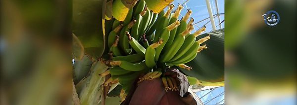 Знатный урожай бананов собрали банановоды Полоцка. Фото sammit.tv
